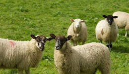 Halal: Dispelling the myths and exploring the market